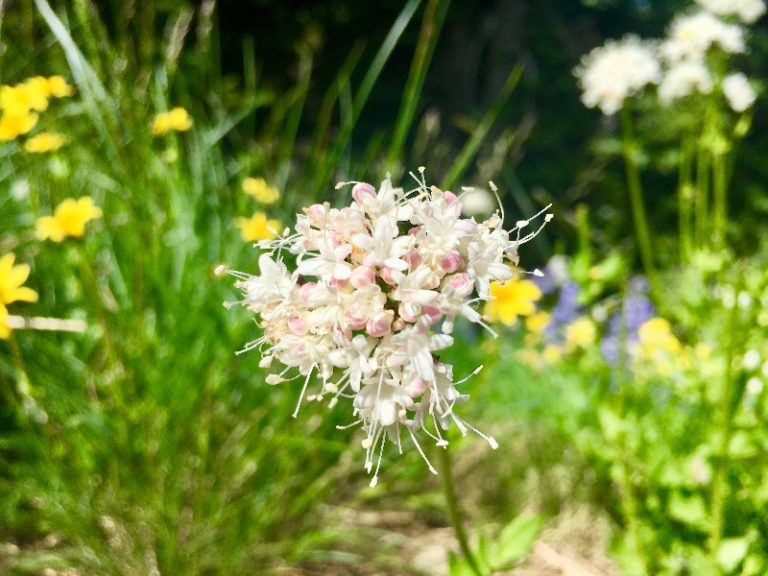 Flowers on Crystal Mountain by Gloria Zhang