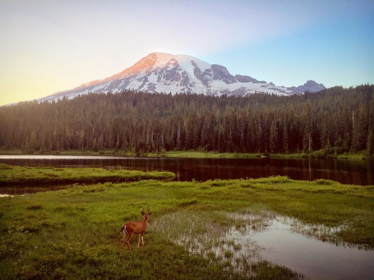 Deer Friend at Mt.Rainier by Gloria Zhang