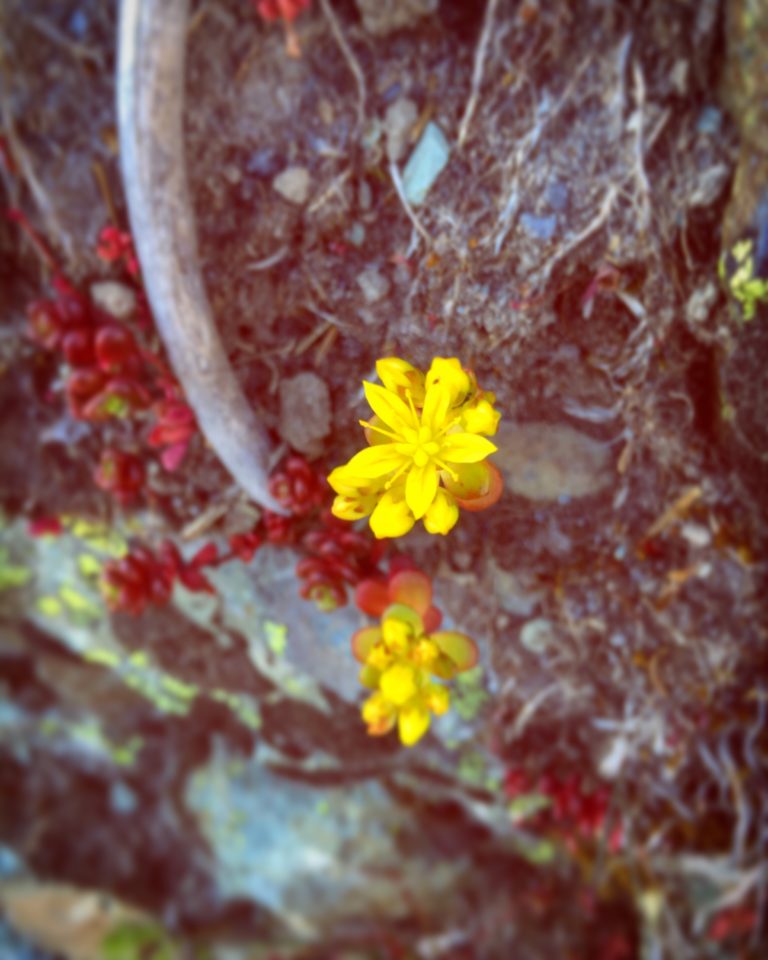 Tiny wild flowers by Gloria Zhang